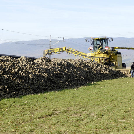 La jaunisse plombe les betteraviers et le sucre suisses
