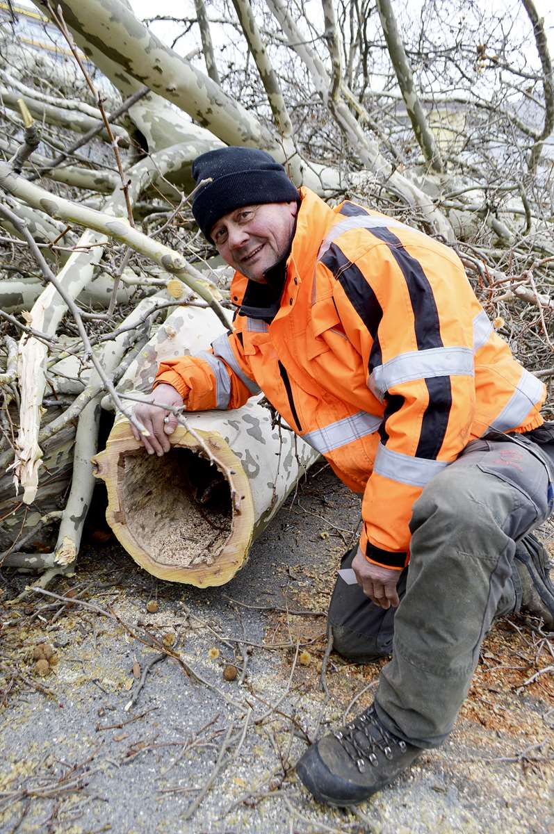 Cinq platanes ont été abattus