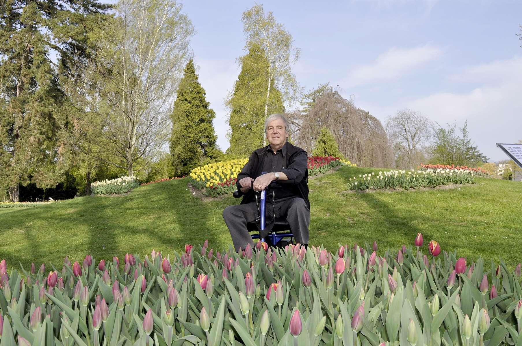 Des tulipes pour éradiquer la polio