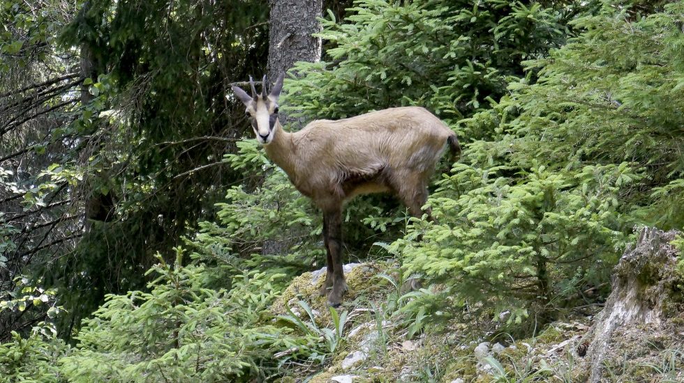 Petits trésors de la Vallée de Joux