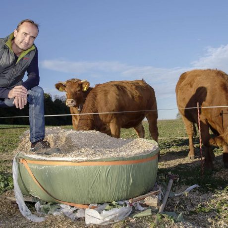 Les vaches sont aussi au régime sec!