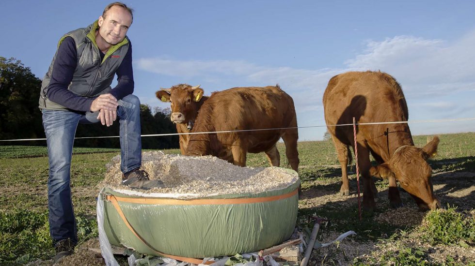 Les vaches sont aussi au régime sec!