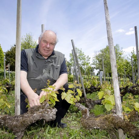 «Le réchauffement climatique a un impact sur la vigne»