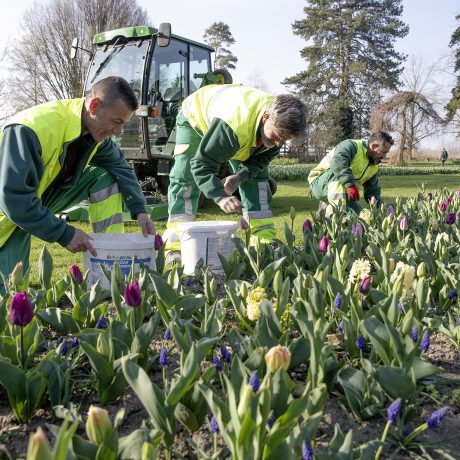 Le grand retour du printemps et des tulipes