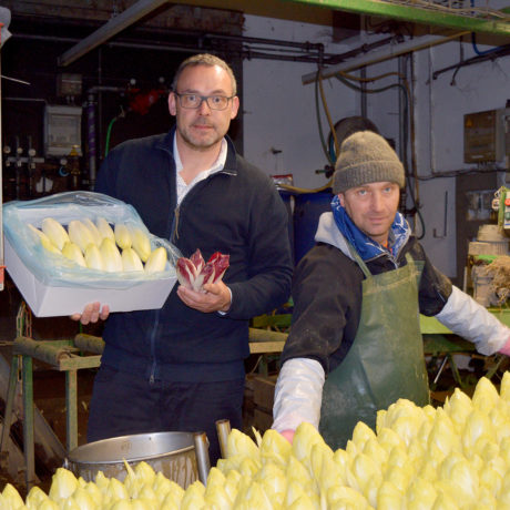 En hiver, l’endive se fait une place au soleil