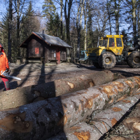 Au coeur de nos forêts