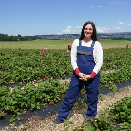 L’autocueillette de fraises cartonne