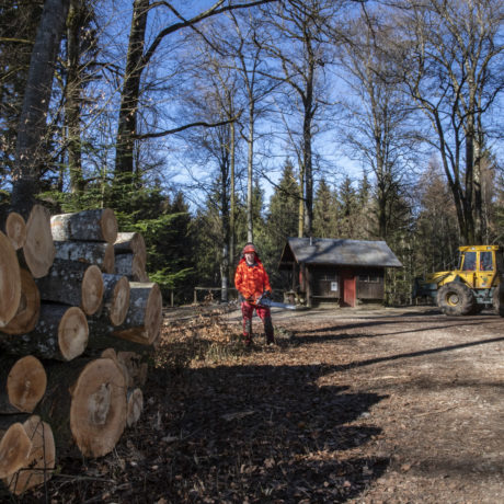 Les forêts vont mieux