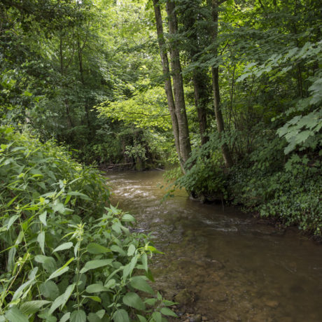 Pesticides et médicaments dépassent les limites dans les rivières, dont le Boiron