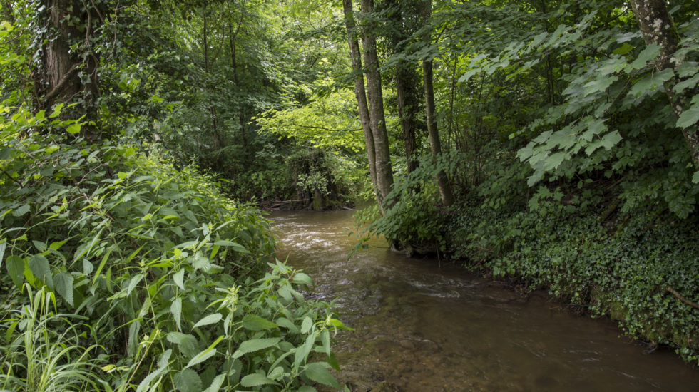 Pesticides et médicaments dépassent les limites dans les rivières, dont le Boiron