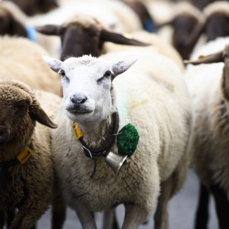 Le voleur de moutons interpellé