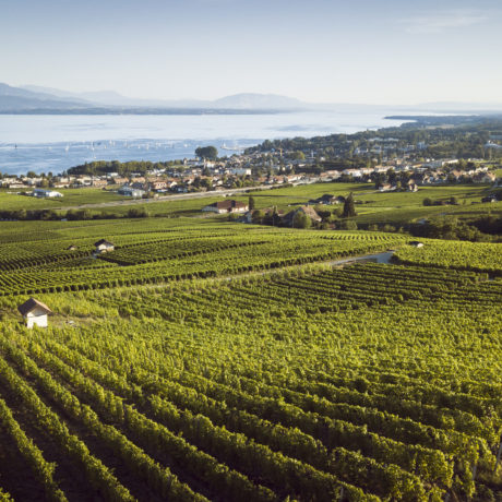 Profitez du carton découverte des chasselas morgiens