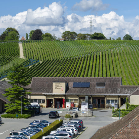 Un nouveau souffle pour le vignoble de la ville