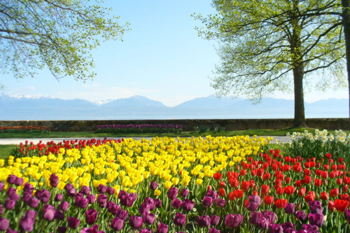 Subvention pour les rendez-vous floraux à Morges?