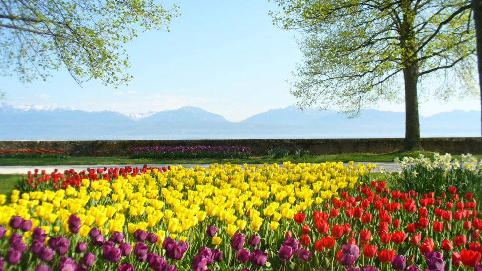 Subvention pour les rendez-vous floraux à Morges?