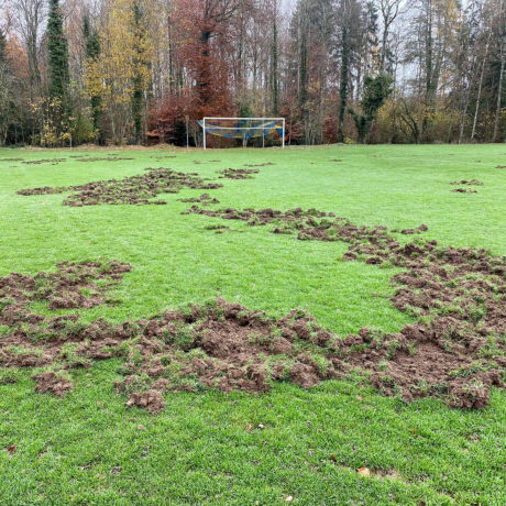 Les sangliers labourent le terrain de foot