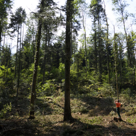 Tolérance climatique des arbres testée dans toute la Suisse