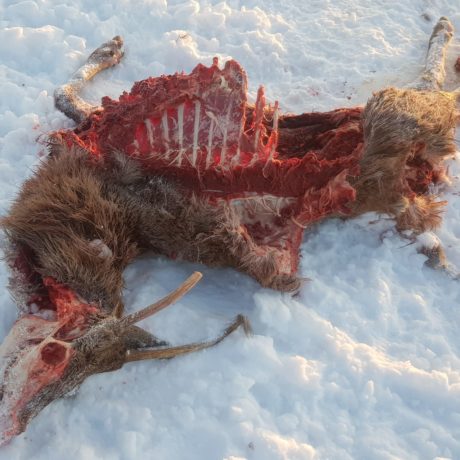 Des loups sévissent au pied du Jura
