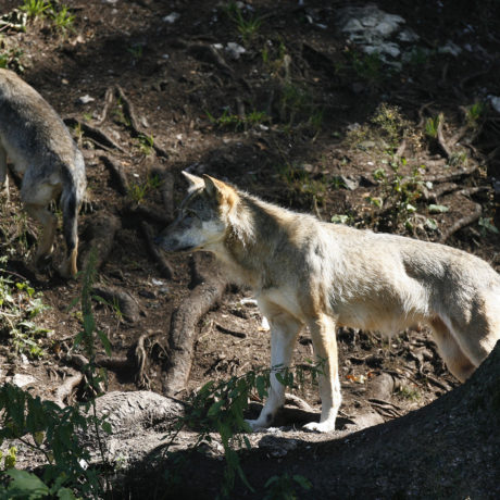 Le Canton ordonne le tir d’un loup