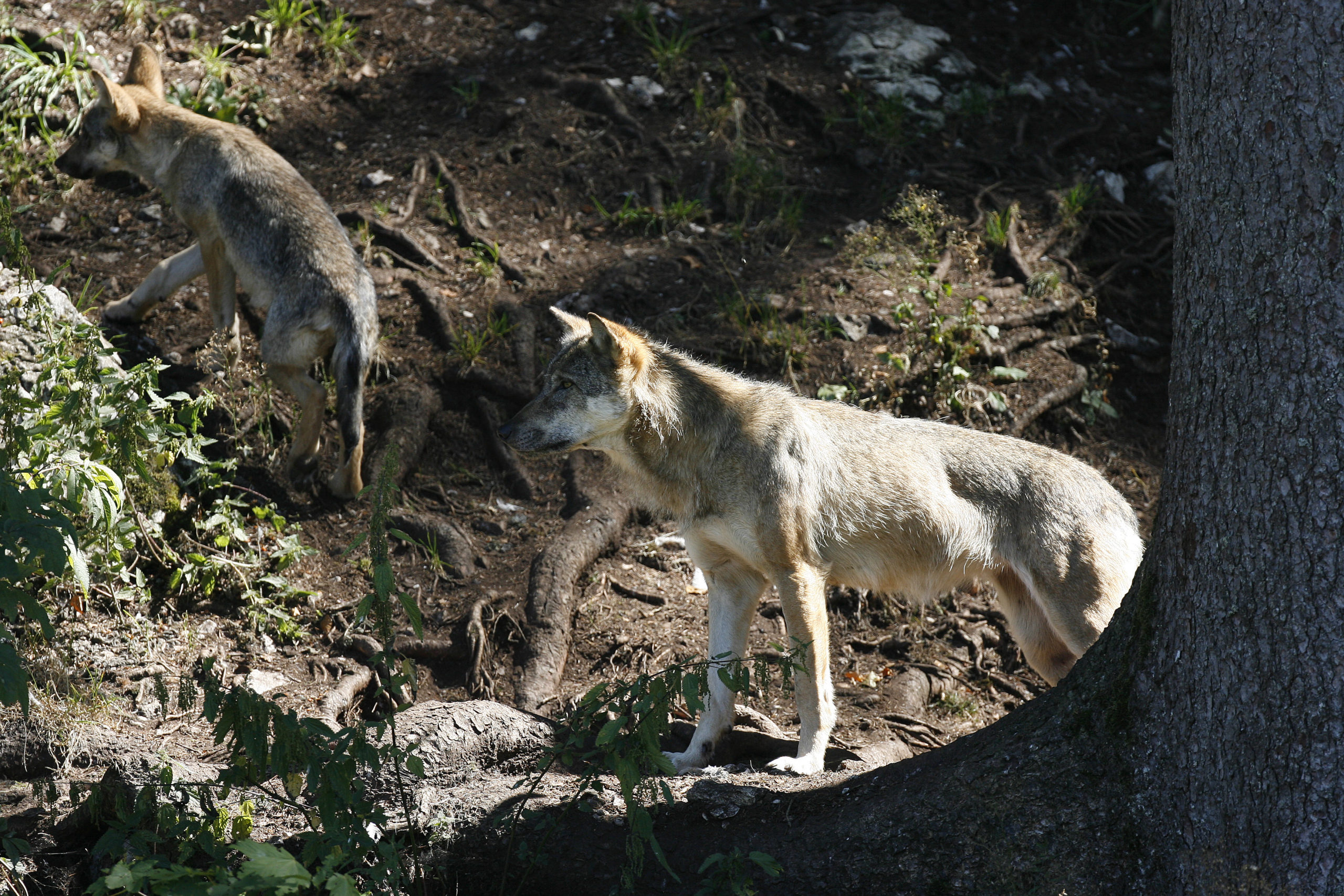 Tir de régulation de deux jeunes loups autorisé
