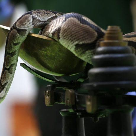 On a retrouvé le python!