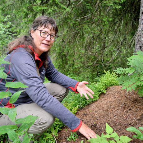 Le Marchairuz, repère de fourmis
