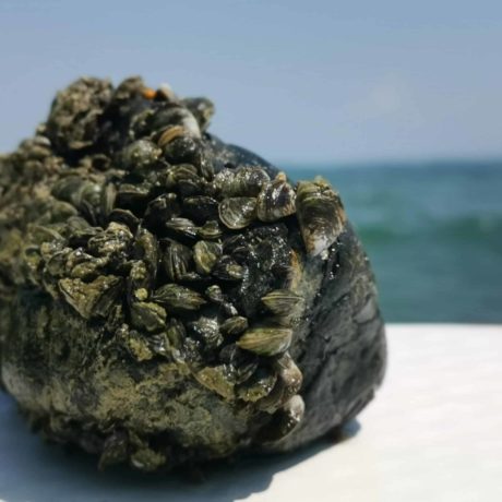 La moule quagga, le cauchemar du Léman