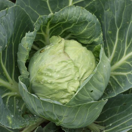 Touchés par les intempéries, les légumes suisses se font plus rares