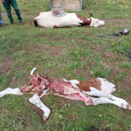 Un veau retrouvé mort, le loup ne serait pas en cause