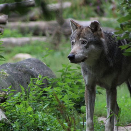 Le Grand Conseil en faveur d’une meilleure régulation du loup