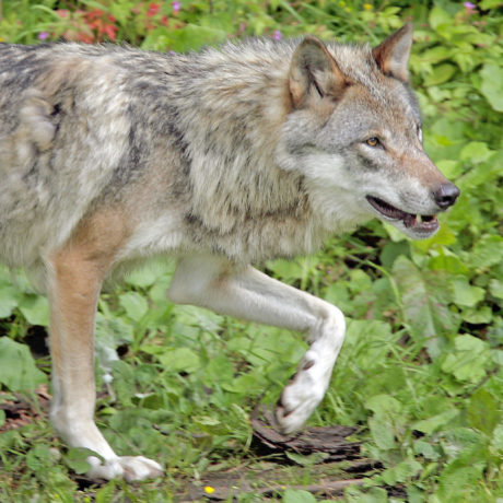 Le loup enflamme les campagnes
