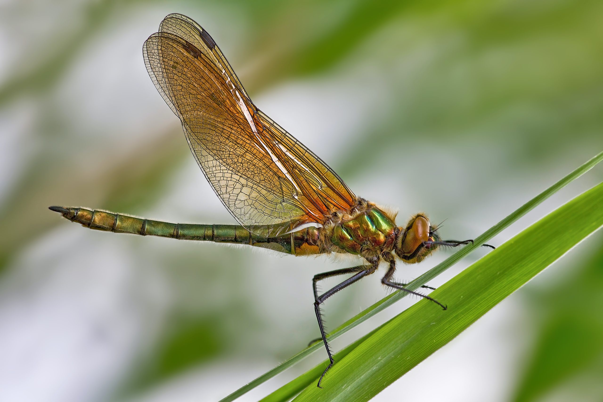 Les insectes suisses sont menacés