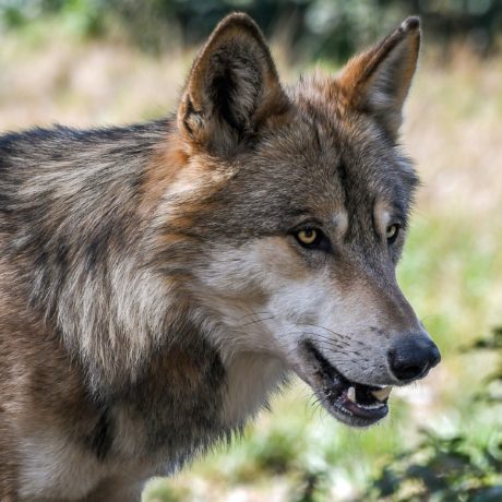 Une nouvelle meute de loups sur le territoire