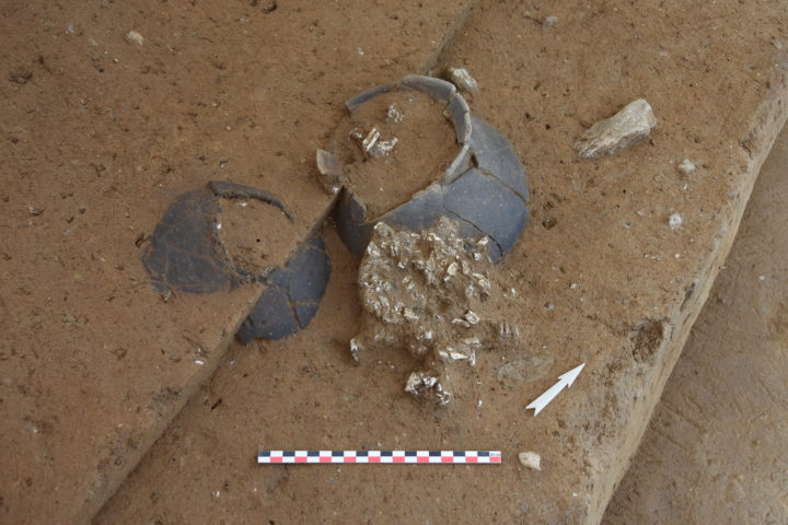Amas d’ossements incinérés et vases en cours de dégagement dans la tombe ST45. Image:
Archeodunum SA, D. Maroelli.
