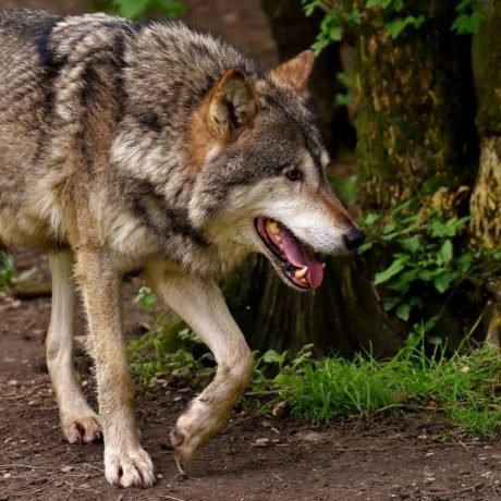 Tirs de deux jeunes loups de la meute du Mont-Tendre