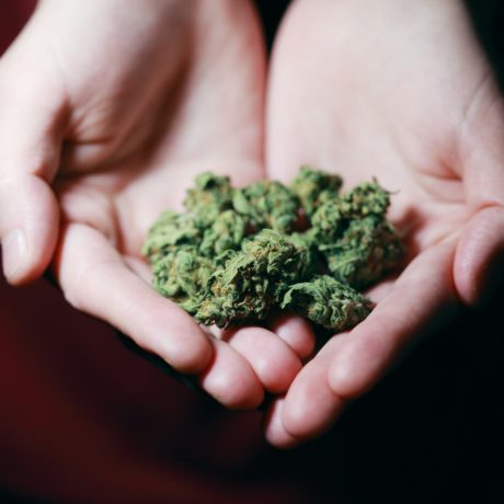 Vers une levée de l’interdiction du cannabis