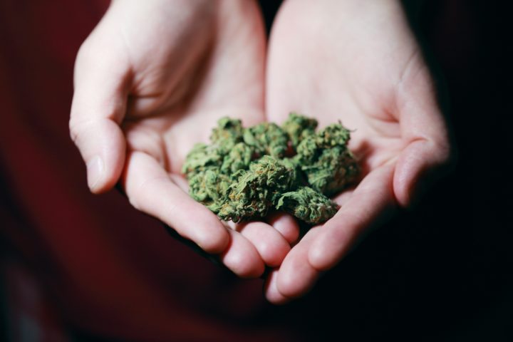 Vers une levée de l’interdiction du cannabis