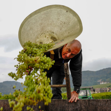 Vingtièmes vendanges avec le sourire