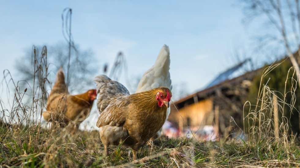 Vaud édicte des mesures de prévention contre la grippe aviaire