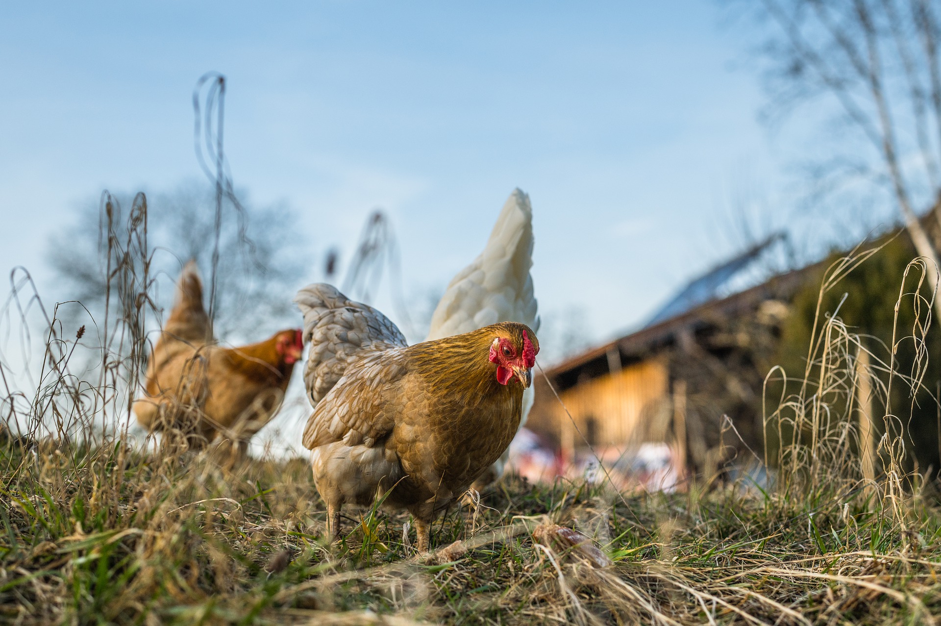 Vaud édicte des mesures de prévention contre la grippe aviaire