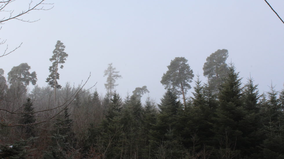 Levée de l’interdiction générale de faire du feu en forêt