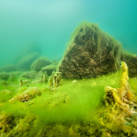 Quand le lac Léman suffoque