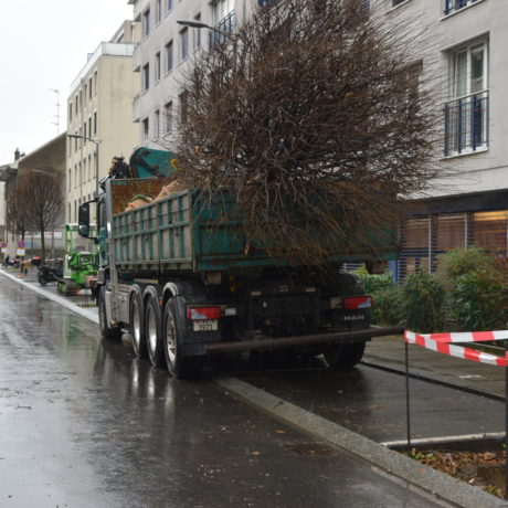Les arbres du Sablon déplacés