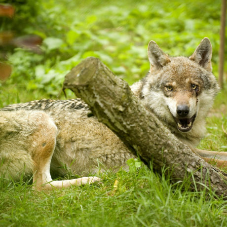 Un deuxième loup de la meute du Marchairuz abattu
