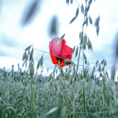Ca ira mieux demain… Le bonheur dans  les choses simples