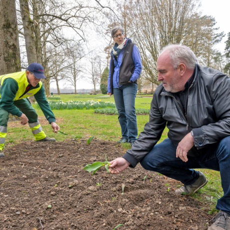 Le gang des Tulipes a volé deux massifs