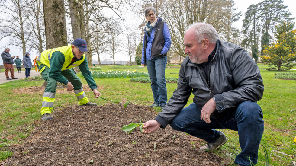 Le gang des Tulipes a volé deux massifs