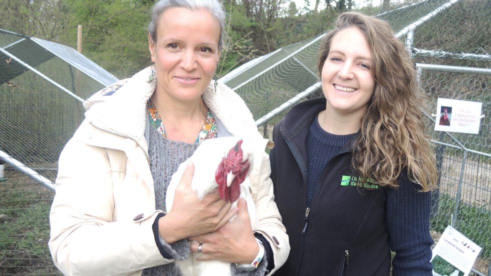 Poussins d'avril : sensibiliser à la diversité génétique