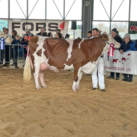 Des vaches gimelanes sacrées reines de beauté