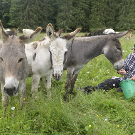 Les alpages mieux protégés contre les loups